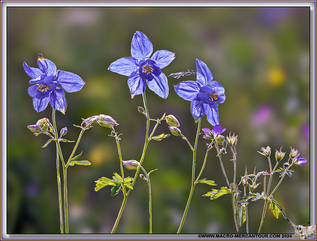 Ancolie de Bertoloni
